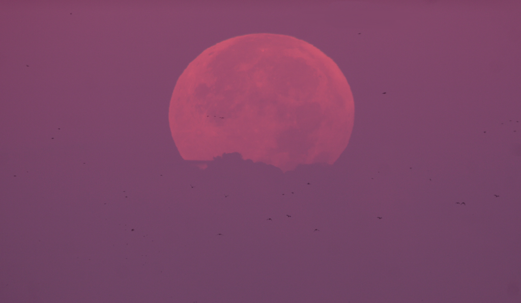 Roland-Fuchs-Morgen_Mond_nach_der_Mofi_1443600936