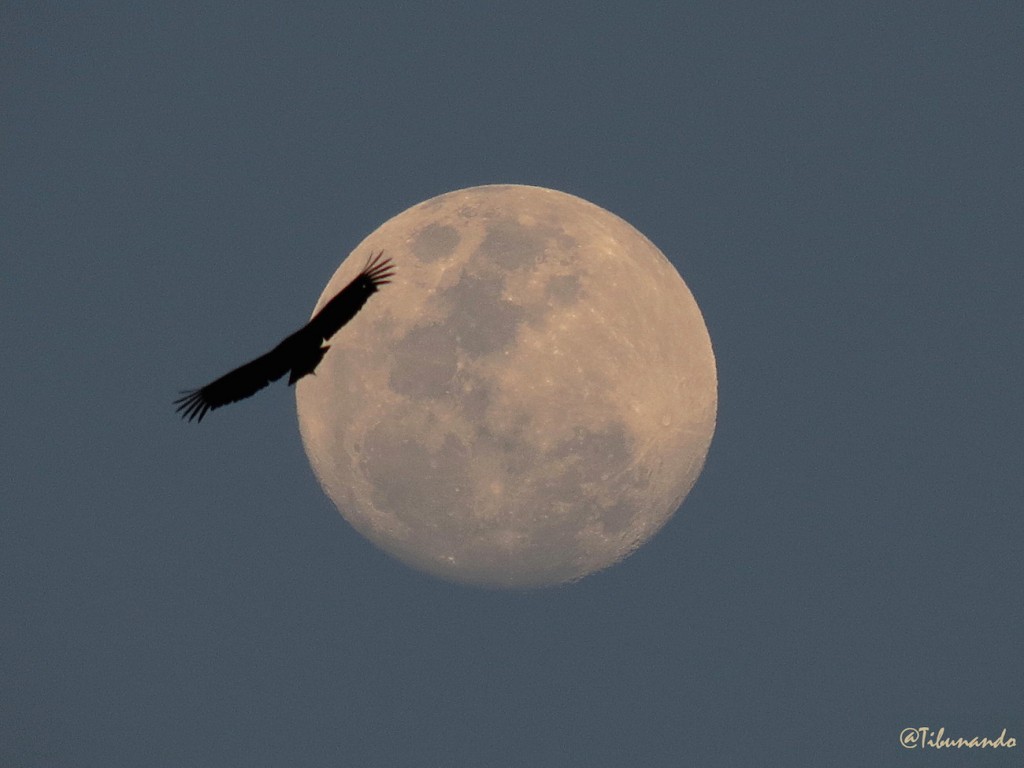 La Luna desde Caracas, Venezuela