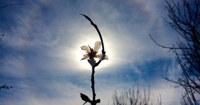 Halo solar desde California