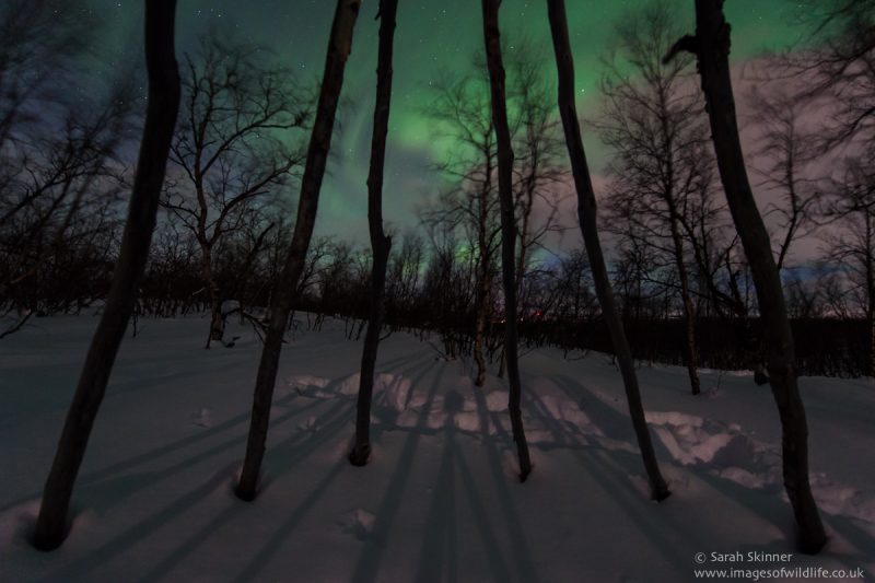 Auroras boreales desde Abisko, Suecia