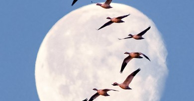 Imagen de la Luna y una bandada de gansos desde Montana, Estados Unidos