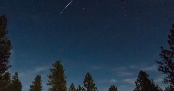 Imagen de una lírida desde Washington, Estados Unidos