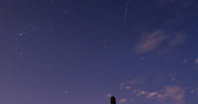Imagen de una táurida desde Arizona, Estados Unidos