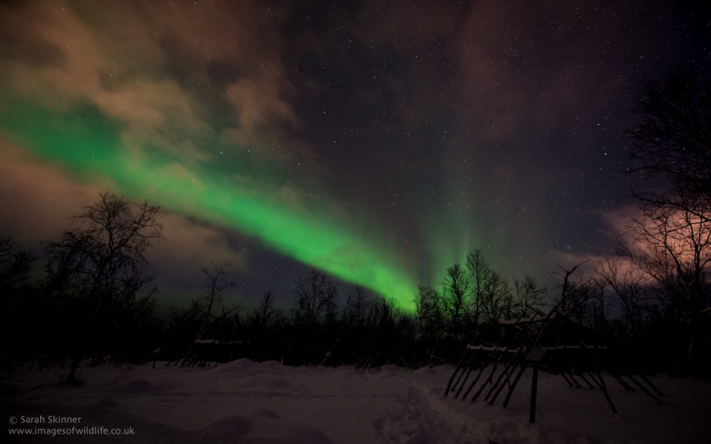 Auroras boreales desde Suecia