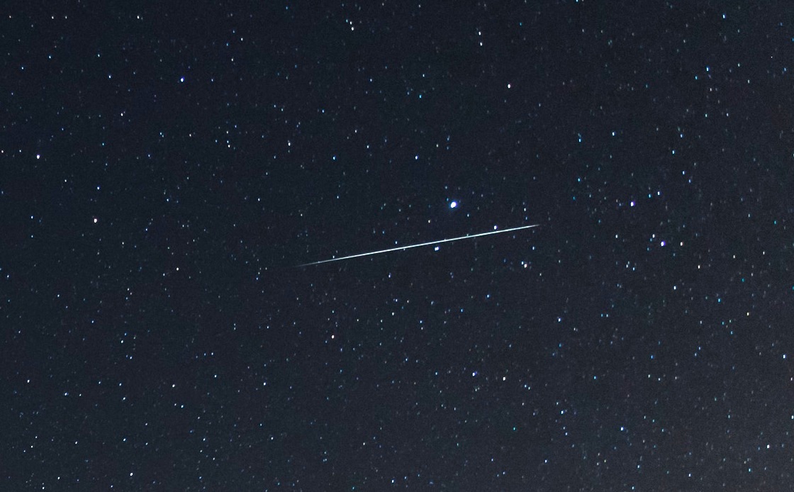 Foto de una lírida desde Missouri, Estados Unidos