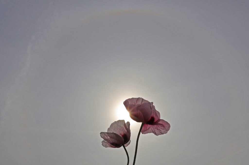 Halo solar fotografiado desde Arenys de Munt, Barcelona