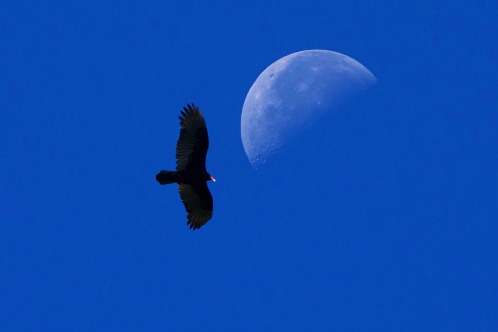 La Luna fotografiada desde Carolina del Norte, Estados Unidos