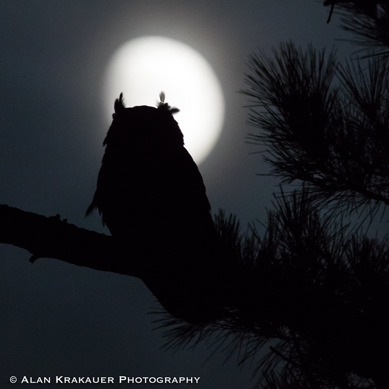 La Luna y un búho captados desde California, Estados Unidos