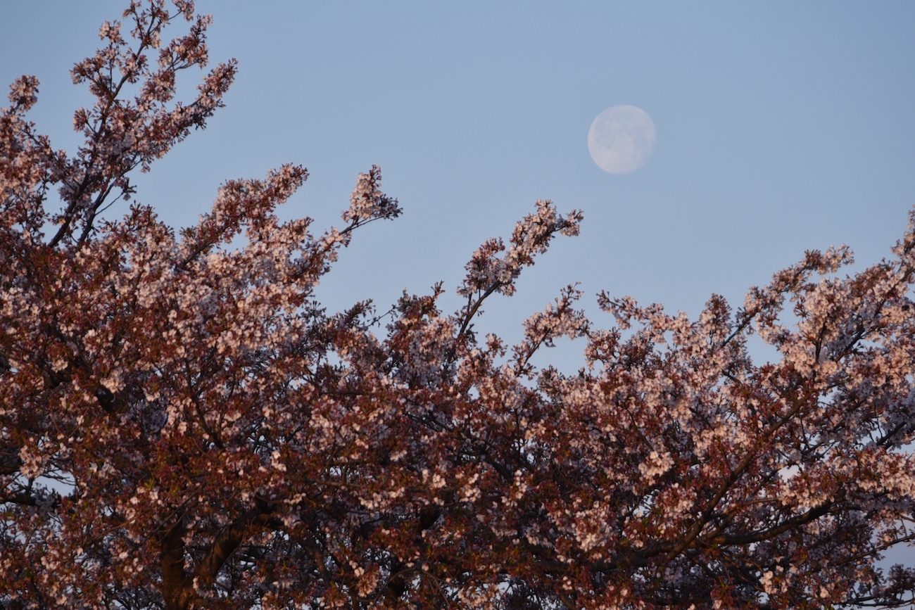 Foto de la Luna tomada al amanecer en Ōtawara, Japón