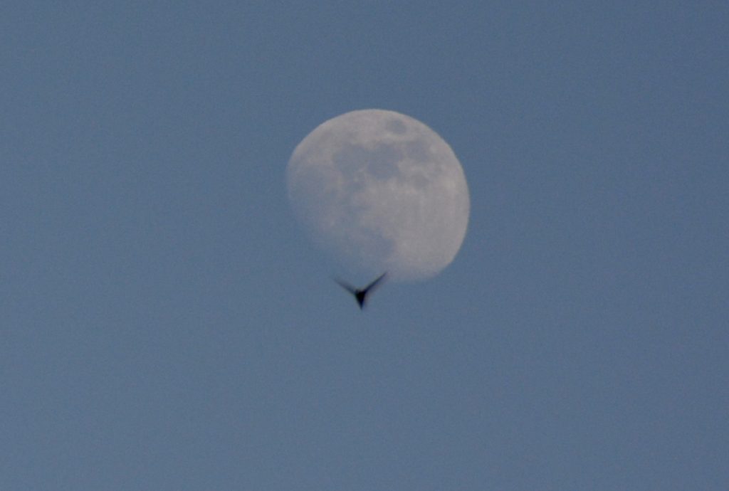 La Luna captada desde Sierra de las Nieves, Málaga